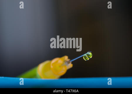 Photo macro d'une seringue avec aiguille gouttes de médicaments Banque D'Images