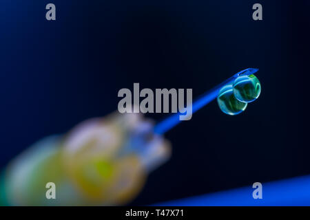 Photo macro d'une seringue avec aiguille gouttes de médicaments Banque D'Images