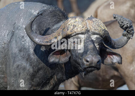 Les buffles d'Afrique (Syncerus caffer), mâle adulte, couverte de boue, debout parmi le troupeau, à un étang, Kruger National Park, Afrique du Sud, l'Afrique Banque D'Images