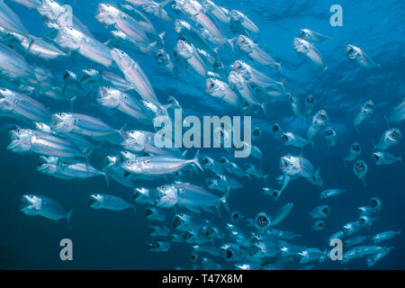 Grande école de bar d'alimentation du maquereau sur un récif de corail de la mer Rouge, Egypte Banque D'Images