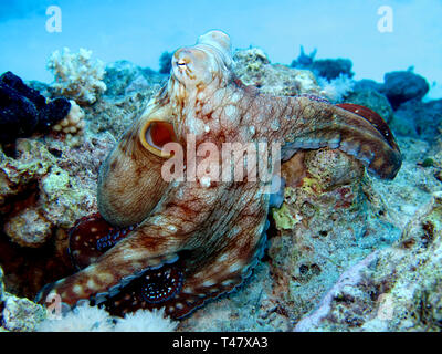 Reef Octopus Octopus cyaneus(). La prise en Mer Rouge, Egypte. Banque D'Images