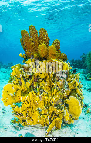 Paysages de corail, jaune (Aplysina fistularis éponge tube)et Aplysina fistularis coral fire los Roques - Venezuela Banque D'Images