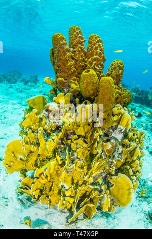 Paysages de corail, jaune (Aplysina fistularis éponge tube)et Aplysina fistularis coral fire los Roques - Venezuela Banque D'Images