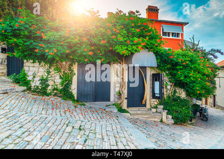 Rue pavée de pierre fantastique et spectaculaire entrée avec des fleurs méditerranéennes colorées au lever du soleil, de la vieille ville de Rovinj, Istrie, Croatie, Europe région Banque D'Images