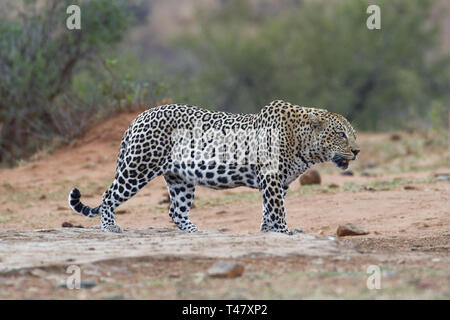 African leopard (Panthera pardus pardus), le mâle adulte au crépuscule, immobile près d'un point d'eau, alerte, Kruger National Park, Afrique du Sud, l'Afrique Banque D'Images