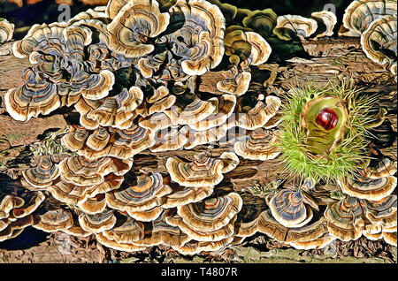 Champignon de la queue de dinde champignon dans la New Forest Banque D'Images
