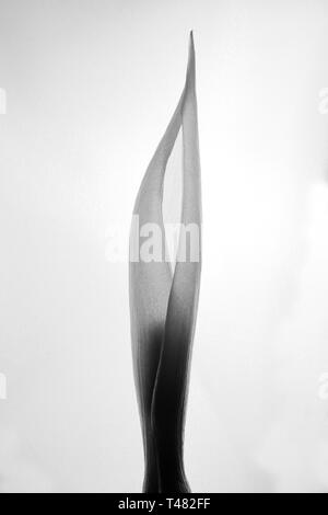Une fleur de l'espèce végétale Arum italicum. Le nom de 'Suge-belarra' est son nom en langue basque. Banque D'Images