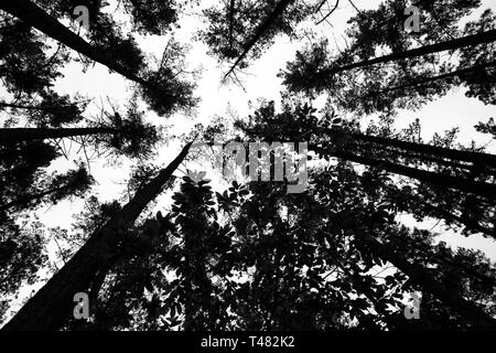 La photographie noir et blanc de l'intérieur de la forêt de pins. Banque D'Images