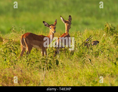 Les jeunes veaux impala Aepyceros melampus pâturage d'herbe verte Amboseli Kenya safari Afrique de l'Est Banque D'Images