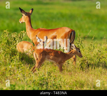 Les jeunes veaux impala Aepyceros melampus pâturage d'herbe verte Amboseli Kenya safari Afrique de l'Est Banque D'Images