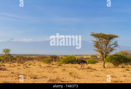 Autruche (Struthio camelus) sur la savane africaine devant le mont Kilimandjaro, la plus haute montagne d'Afrique. Parc national d'Amboseli, Kenya Banque D'Images