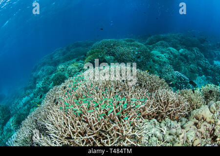 Green chromis Chromis viridis (poisson) habite staghorn coral (Acropora sp.). L'île de Bunaken, Indonésie Banque D'Images