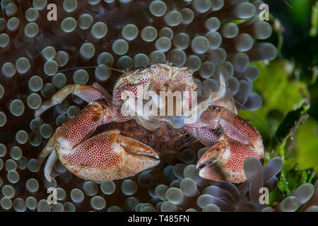 Crabe Porcelaine repéré avec des oeufs à l'abri dans l'anémone tapis. Détroit de Lembeh (Indonésie). Banque D'Images