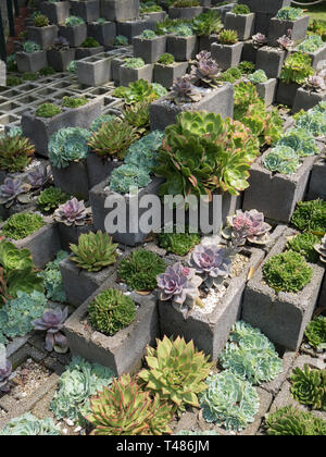 Jardin de cactus succulentes faites de blocs de cendre Banque D'Images