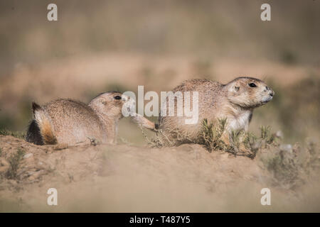 Chien des Prairies à queue noire, parc national des Badlands, Dakota du Sud Banque D'Images