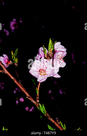 Peach dans nuit, blooming peach orchard de nuit Banque D'Images