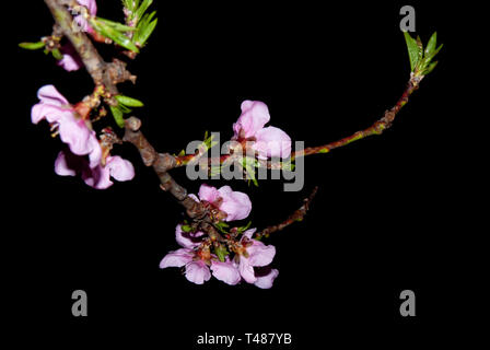 Branches de pêchers en fleurs, verger de pêchers de nuit Banque D'Images