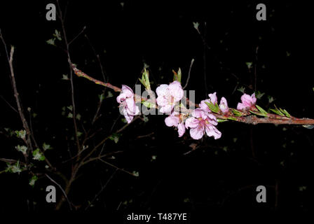 Jardin de nuit, blooming peach orchard de nuit Banque D'Images