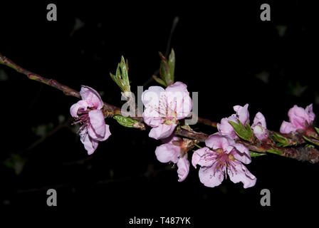 Blossom dans nuit, blooming peach orchard de nuit Banque D'Images