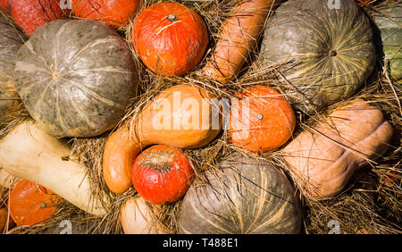 Tas de citrouilles différents à l'automne festival des récoltes de l'action. arrière-plan, les légumes. Banque D'Images