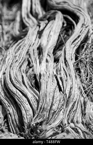 Presque mort vieille tige de l'arbre sec en noir et blanc à la plage du Cap Meyers Manx Creek National Park Australie Banque D'Images