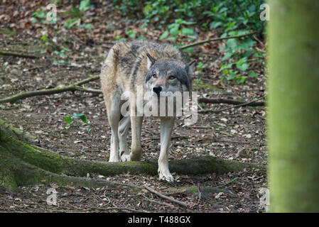 Loup eurasien marche à travers les arbres forestiers Banque D'Images