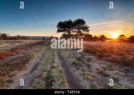 Coucher de soleil sur Studland Heath à Brands Bay sur la côte du Dorset Purbeck Banque D'Images