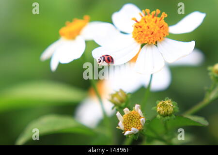 Ladybug on wooly daisy white flowers Banque D'Images