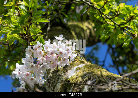 Close up of Prunus x yedoensis - arbre de cerise Yoshino blossom floraison dans le UK Banque D'Images