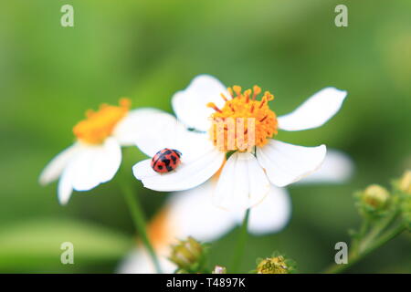 Ladybug on wooly daisy white flowers Banque D'Images