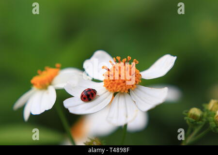 Ladybug on wooly daisy white flowers Banque D'Images