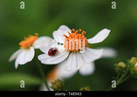 Coccinelle sur fleur daisy laineux Banque D'Images