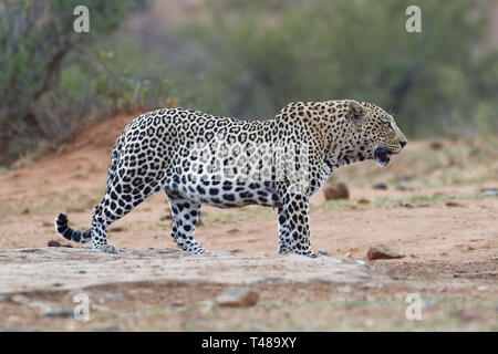 African leopard (Panthera pardus pardus), le mâle adulte au crépuscule, immobile près d'un point d'eau, alerte, Kruger National Park, Afrique du Sud, l'Afrique Banque D'Images