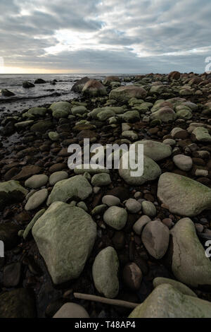 La plage de Boulder lors d'un coucher de soleil nuageux avec des roches couvertes d'algues vertes - Veczemju Klintis, Lettonie - Avril 13, 2019 Banque D'Images