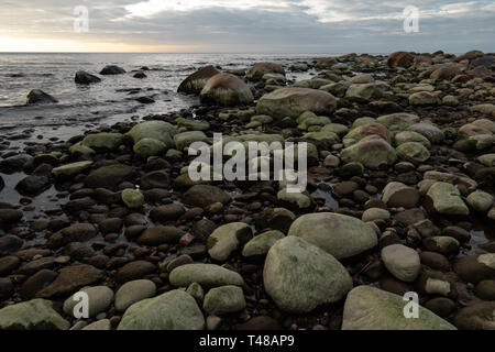 La plage de Boulder lors d'un coucher de soleil nuageux avec des roches couvertes d'algues vertes - Veczemju Klintis, Lettonie - Avril 13, 2019 Banque D'Images