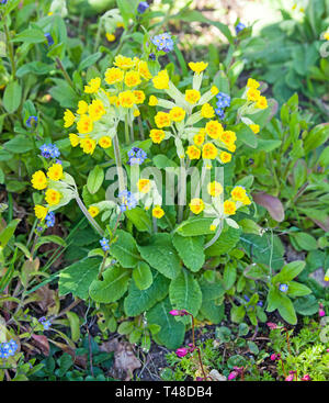 Primula veris Cowslips pousse dans un jardin de campagne anglaise originaire la fleur sauvage Banque D'Images