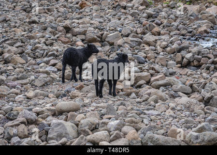 Moutons noirs près de Sveinsstekksfoss chute près de la ville de Peoria dans la partie est de l'Islande Banque D'Images