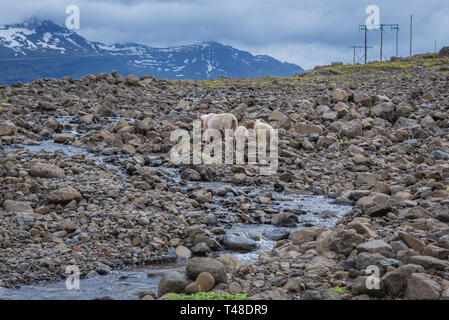 Moutons près de Sveinsstekksfoss chute près de la ville de Peoria dans la partie est de l'Islande Banque D'Images