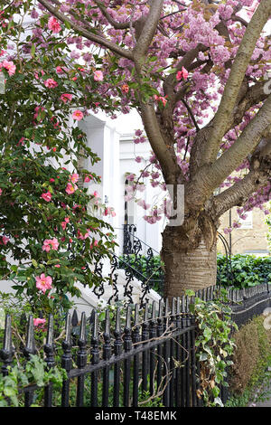 Japanese Cherry Tree blossoming . Launceston Place, South Kensington, Londres Banque D'Images