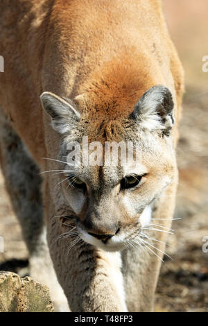 Portrait d'un cougar, Puma concolor, dos de tortue Zoo, West Orange, New Jersey, USA Banque D'Images