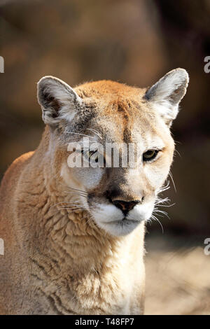 Portrait d'un cougar, Puma concolor, dos de tortue Zoo, West Orange, New Jersey, USA Banque D'Images