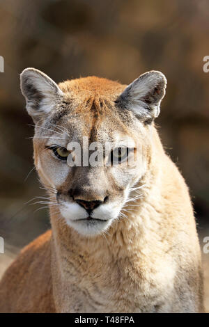 Portrait d'un cougar, Puma concolor, dos de tortue Zoo, West Orange, New Jersey, USA Banque D'Images