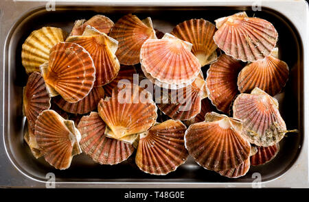 Une vue de la tête d'une vingtaine de coquilles avec les pétoncles à l'intérieur empilés dans un bac en métal Banque D'Images