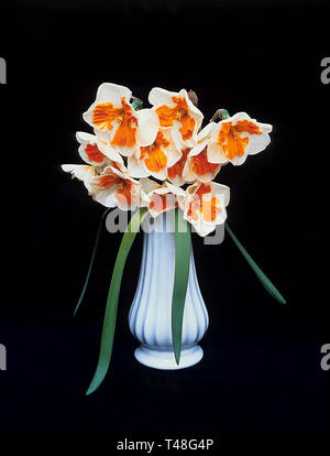 Un bouquet de Narcisse Tricollet dans un petit vase et placé sur un fond noir. Tricollet Narcisse est une division 11a Split collier jonquille bombée Banque D'Images