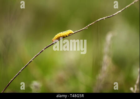 Chenille jaune sur une branche, belle caterpillar, close-up Banque D'Images