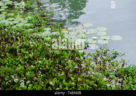 Plantes aquatiques le long des berges de la rivière Chagres à Gamboa Banque D'Images