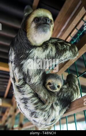 Slothes à gorge pâle (Bradypus tridactylus), mère avec bébé, Chou Ai Rescue Centre, captive, Guyane Banque D'Images