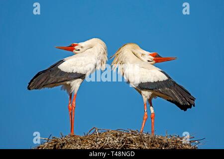 Deux cigognes blanches (Ciconia ciconia), paire d'animaux, l'accouplement sur leur nid, Allemagne Banque D'Images