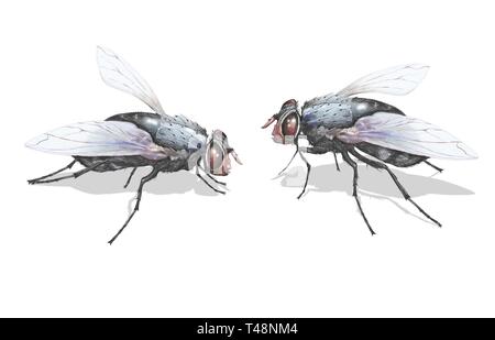 Mouche domestique (Musca domestica), deux animaux, clipping, arrière-plan blanc, Allemagne Banque D'Images