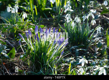 Crocus en herbe entouré par Snowdrop (Galanthus nivalis) sur un matin d'hiver dans le jardin à Chiswick House, Chiswick, Londres, UK Banque D'Images